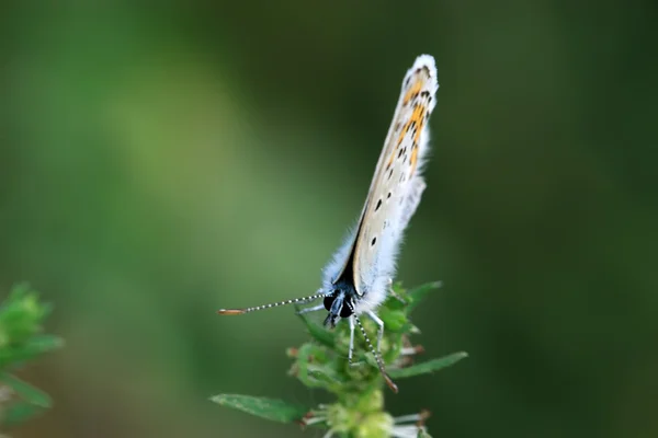 Schmetterling — Stockfoto