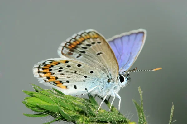 Kelebek — Stok fotoğraf