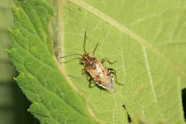 Stinkbug — Zdjęcie stockowe