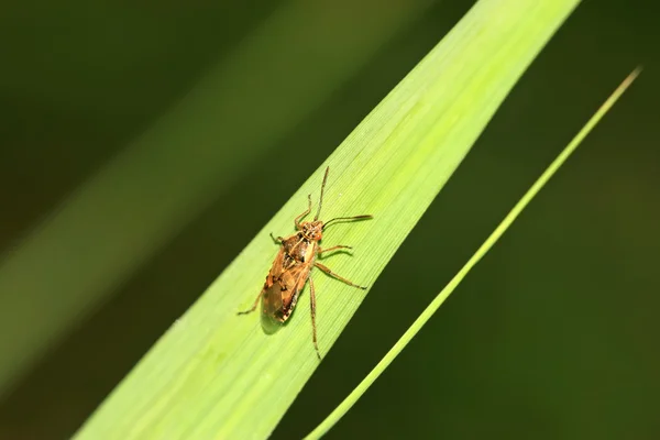 Stinkbug — стокове фото