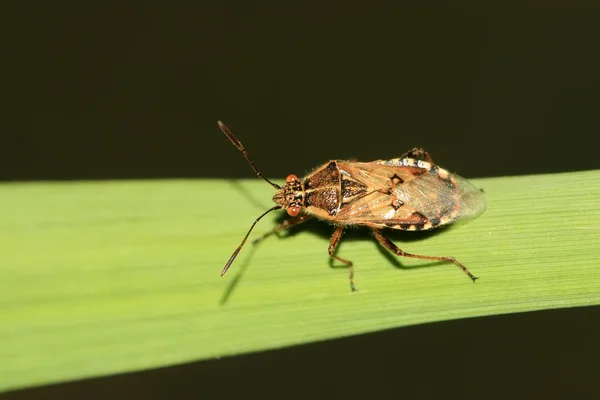 Cimice puzzolente — Foto Stock