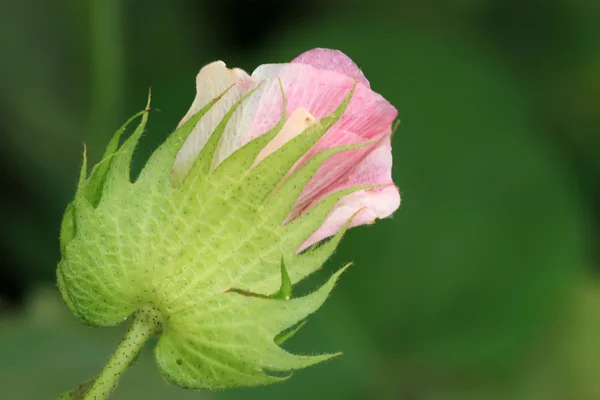 Algodón — Foto de Stock