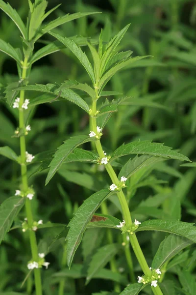 野生薄荷 — 图库照片