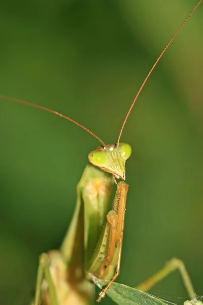 Mantis — Stock Photo, Image