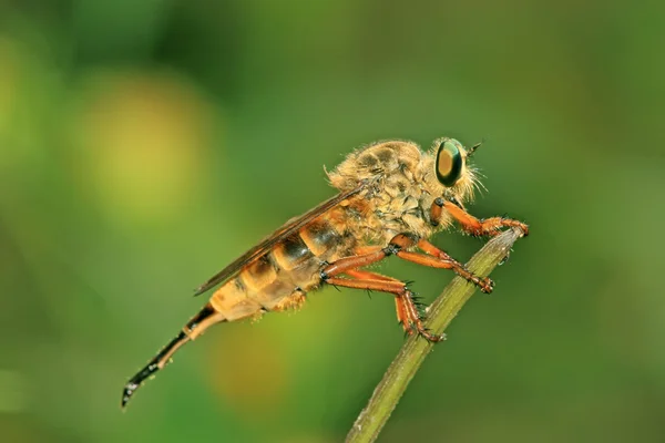 Insects — Stock Photo, Image