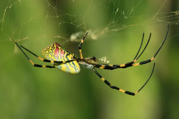 Araña — Foto de Stock