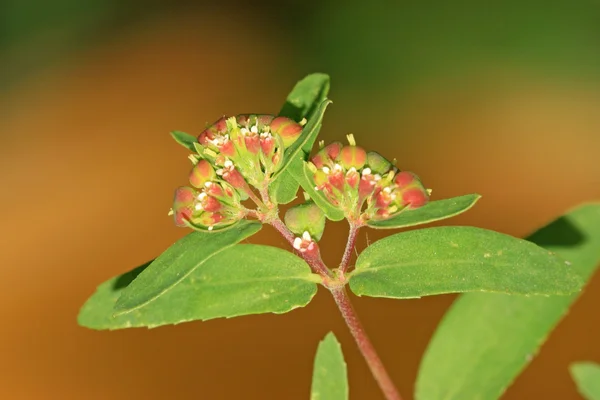 Euforbia humifusa — Foto Stock