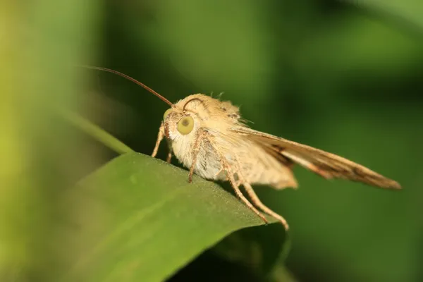 Insectos —  Fotos de Stock