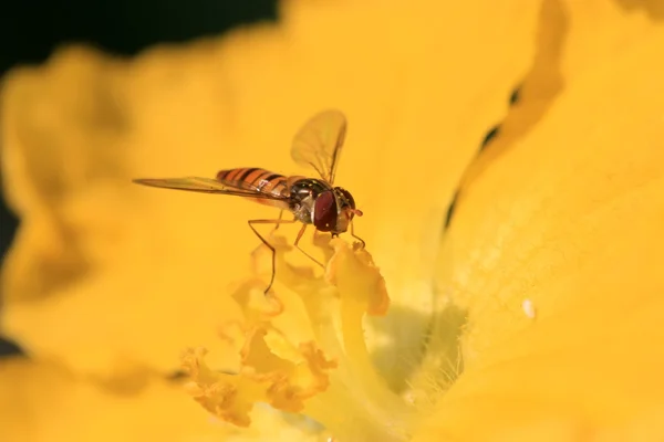 Syrphidae — Stok fotoğraf