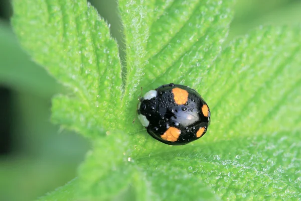 Marienkäfer — Stockfoto