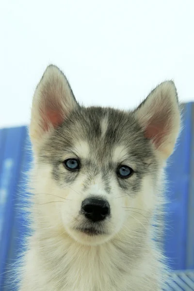 Pet dog — Stock Photo, Image