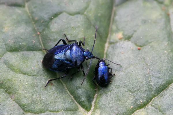 Stinkbug — Zdjęcie stockowe