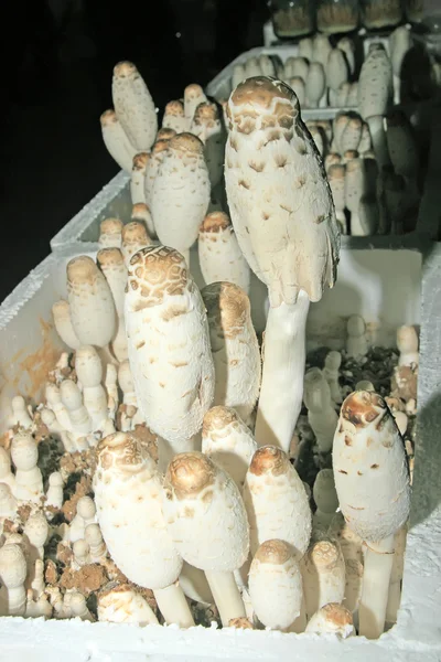 Mantar basidiomycetes — Stok fotoğraf