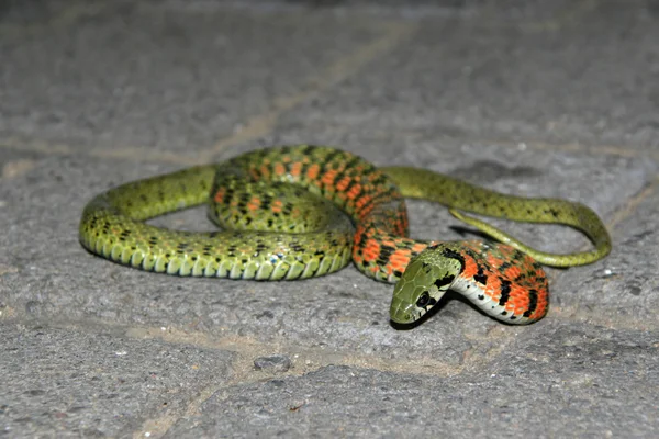Closeup of Snake — Stock Photo, Image