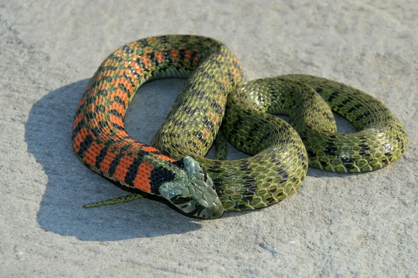 Closeup of Snake — Stock Photo, Image