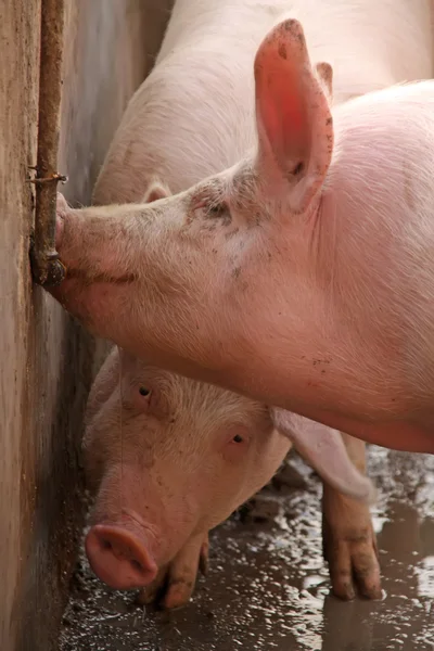 Agua potable de cerdo —  Fotos de Stock