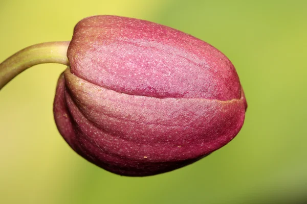 Fiori vegetali — Foto Stock