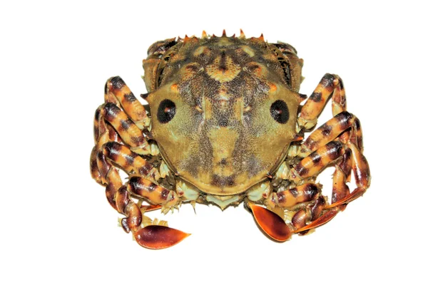 Crab in a white background — Stock Photo, Image