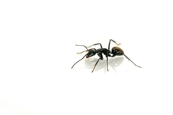 Primer plano de las hormigas —  Fotos de Stock