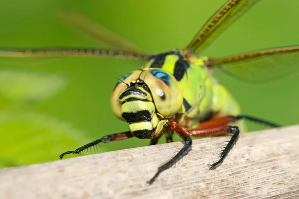 Dragonfly — Stock Photo, Image