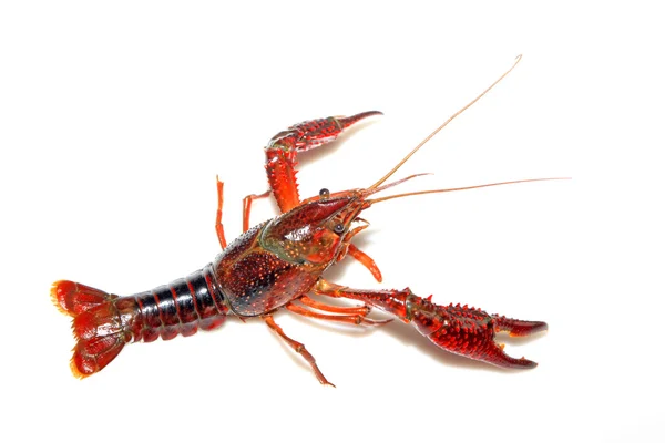 Crayfish — Stock Photo, Image