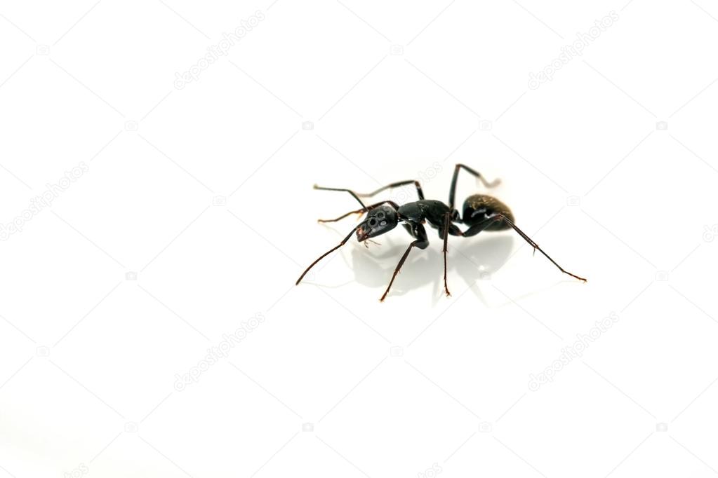 Closeup of ants