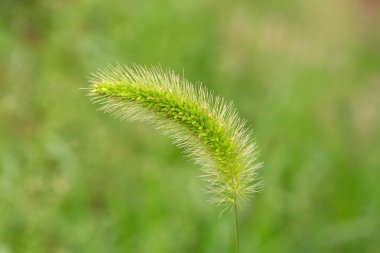 Setaria