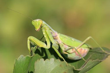 closeup Mantis