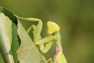 closeup Mantis