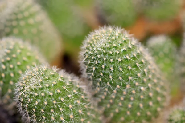 Cactus plants — Stock Photo, Image