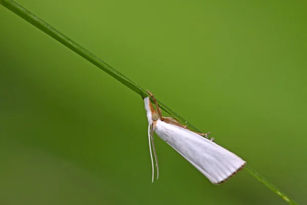 白蛾类昆虫 — 图库照片