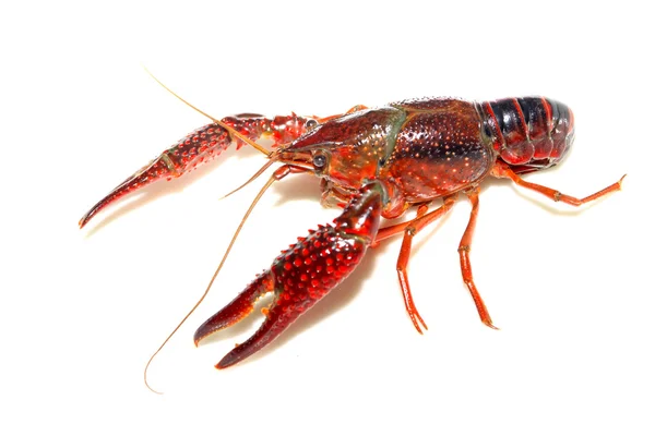 Crayfish — Stock Photo, Image