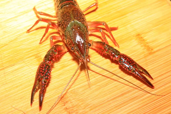 Crayfish — Stok Foto