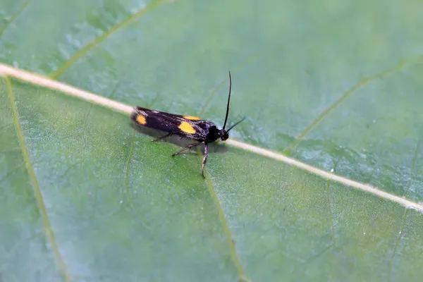 Schwarze Motten Insekten — Stockfoto