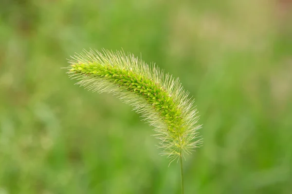 Setaria — Stock Photo, Image