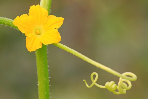 Flores de melão — Fotografia de Stock