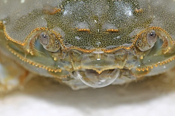 吐泡泡的蟹 — 图库照片