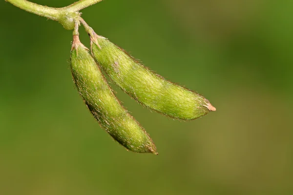 Nahaufnahme der Hülse — Stockfoto