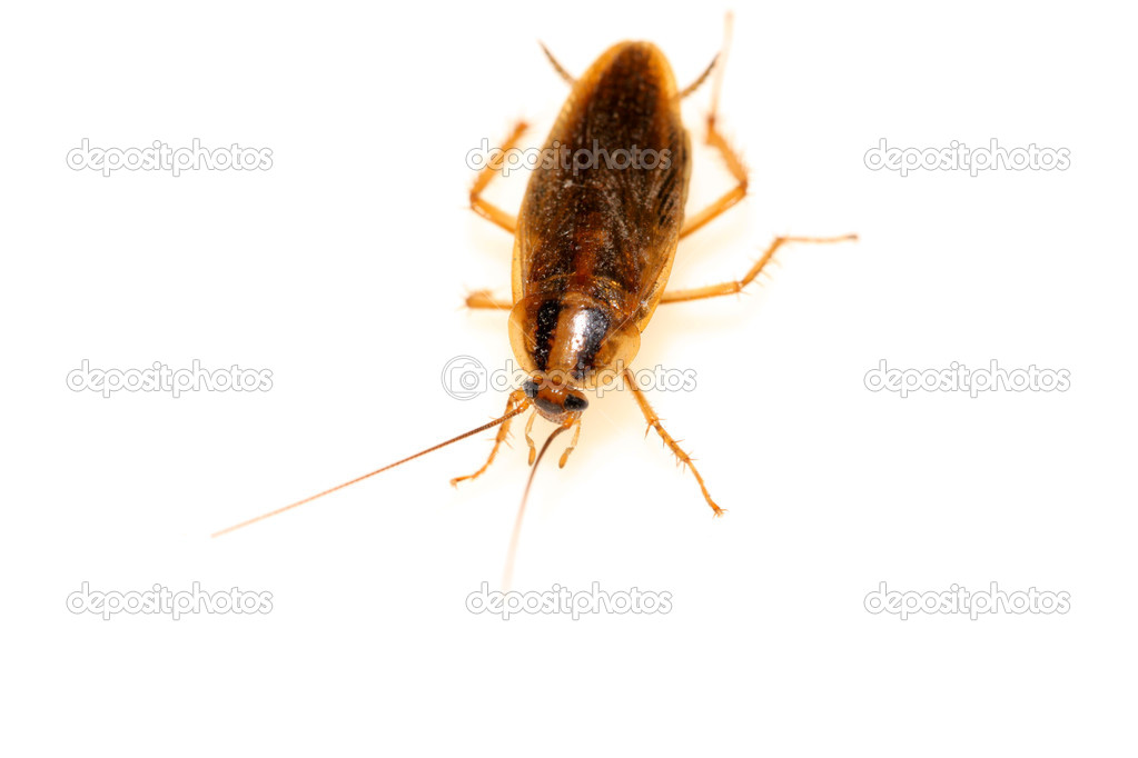 Closeup of cockroach