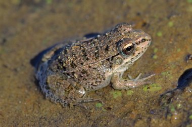 Kurbağa suya tünemiş