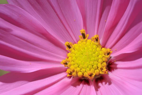 Cosmos bipinnatus Höhlenblumen — Stockfoto