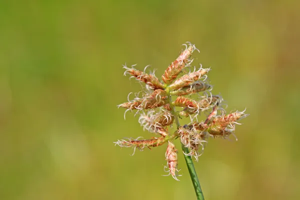 Spike zegge bloem — Stockfoto