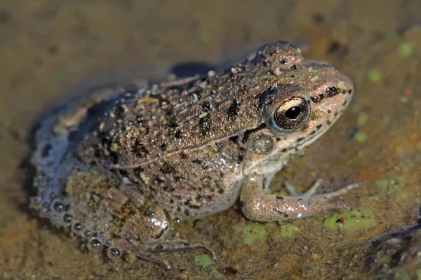 Kikker zat in het water — Stockfoto