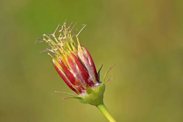 Olgunlaşmamış tohum bitki — Stok fotoğraf