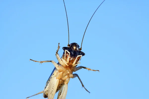 Uma espécie de insetos orthoptera chamados grilos — Fotografia de Stock