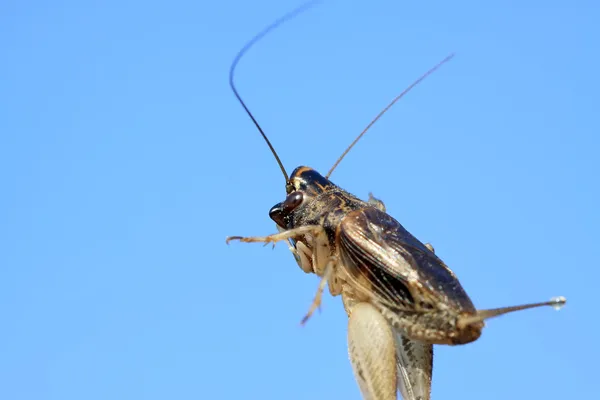 Una especie de insectos ortópteros llamados grillos — Foto de Stock