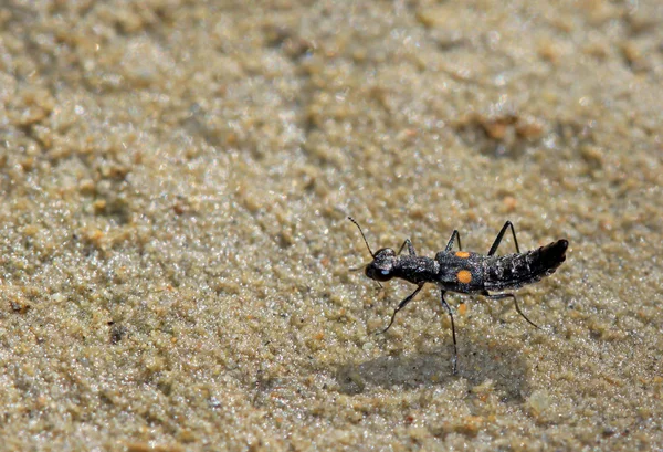 A kind of insects named oxytelus batiuculus, crawling in the san — Stock Photo, Image