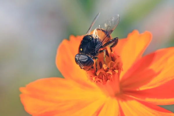 Syrphidae — Foto de Stock