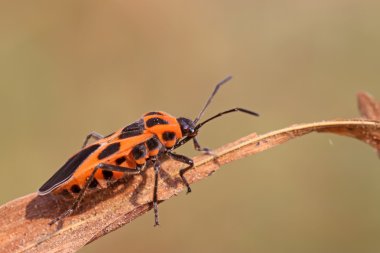 tropidothorax elegans bitki sapları üzerinde uzak adında bir çekirke