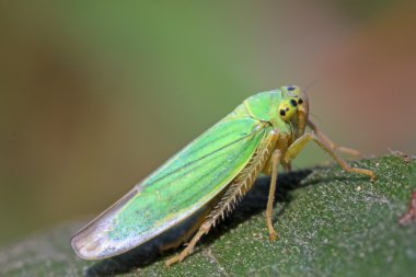 yeşil yaprak üzerinde leafhopper